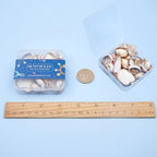 SUNNYCLUE 1 Box 20pcs 10 Styles Natural White Cowrie Seashells Charm Conch Shells Plated Charms Summer Ocean Sea Charm for Jewelry Making Charm Necklace Bracelet Earring Making - color: 1 Box 20pcs Seashell Charms