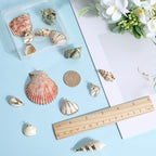 SUNNYCLUE 1 Box 16Pcs 8 Styles Natural Shell Charms Bulk Seashell Charm Summer Ocean Beach Conch Cowrie Scallops Beads Shells Marine Sea Charms for Jewelry Making Charm Earrings Necklaces DIY Crafts - color: 1 Box 16Pcs 8 Styles Shell Charms