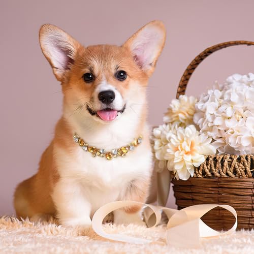 HOWWFALY Dog Collar and Cat Gold Chain Necklace Stainless Steel Adjustable Yellow Diamonds Collar with Cute Pet Paw for Small Medium Pets Cats Dogs Kitten Puppy - color: Yellow, size: Small