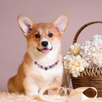 HOWWFALY Dog Collar and Cat Collar Gold Chain Necklace Stainless Steel Adjustable Purple Diamonds Collar with Cute Pet Paw for Small Medium Pets Cats Dogs Kitten Puppy (Purple, S) - color: Purple, size: Small