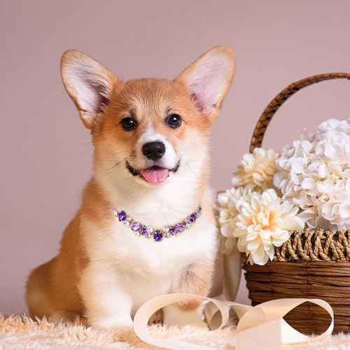 HOWWFALY Dog Collar and Cat Collar Gold Chain Necklace Stainless Steel Adjustable Purple Diamonds Collar with Cute Pet Paw for Small Medium Pets Cats Dogs Kitten Puppy (Purple, S) - color: Purple, size: Small
