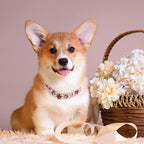 HOWWFALY Dog Collar and Cat Collar Gold Chain Necklace Stainless Steel Adjustable Pink Diamonds Collar with Cute Pet Paw for Small Medium Pets Cats Dogs Kitten Puppy(Pink, S) - color: Pink, size: Small