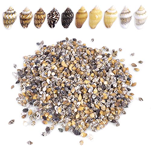 2000 PCS Tiny Mini Small Sea Shells for Crafting Spiral Conch Shells for Crafts Charms for Home Decorations Candle Decor DIY Fish Tank and Beach Vase Filler - color: Tiny/2000pcs