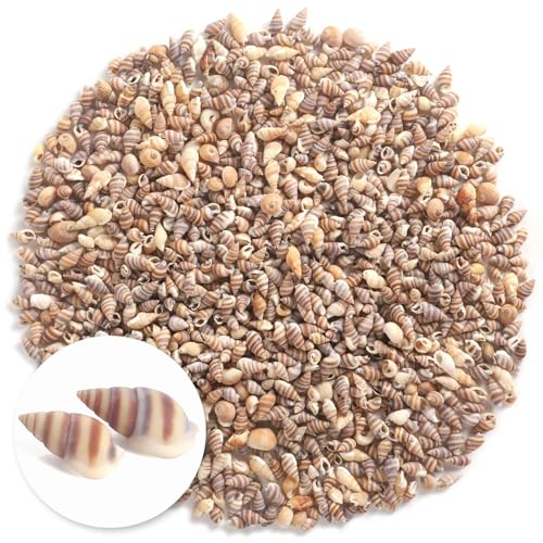 1300 PCS Tiny Mini Small Sea Shells for Crafting Spiral Conch Shells for Crafts Charms for Home Decorations Candle Decor DIY Fish Tank and Beach Vase Filler - color: Tiny/1300pcs