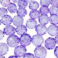 500pcs Crystal Glass Beads 3mm Faceted Rondelle Glass Spacer Beads with Hole for Bracelets Necklace Earring DIY Jewelry Making Craft(Crystal Purple) - color: Crystal Purple, size: 3mm