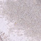 5000pcs Glass Seed Beads, 3mm 8/0 Small Individual Color Seed Beads Mini Pony Bulk for DIY Bracelet Necklaces Wrist Jewelry Making, Frosted Silver White - color: Frosted Silver White