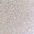 5000pcs Glass Seed Beads, 3mm 8/0 Small Individual Color Seed Beads Mini Pony Bulk for DIY Bracelet Necklaces Wrist Jewelry Making, Frosted Silver White - color: Frosted Silver White