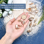 SUNNYCLUE 1 Box 16Pcs 4 Style Electroplate Spiral Seashells Craft Charms Connectors Pendant Conch Shells Charms with Plated Golden Loop Bail for Bracelet Necklace Making Craft Supplies - color: 1 Box 16Pcs Spiral Seashell Charms