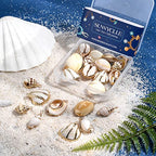 SUNNYCLUE 1 Box 24Pcs 6 Style Electroplate Spiral Seashells Charm Craft Charms Connectors Conch Shells Charms with Plated Golden Loop Bail for Bracelet Necklace Making Christmas Craft Gift Supplies - color: 1 Box 24pcs Spiral Seashells Charm